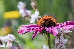 Sonnenhut ist eine Pflanze aus der homöopathische Globuli hergestellt werden.