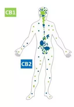 Skizze eines Menschen, an dem CB1- und CB2-Rezeptoren gezeigt werden. Das körpereigene Cannabinoidsystem kann gut mit pflanzlichen Cannabinoiden (CBD) unterstützt werden.